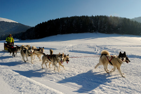 Chien de trainaux à payolle