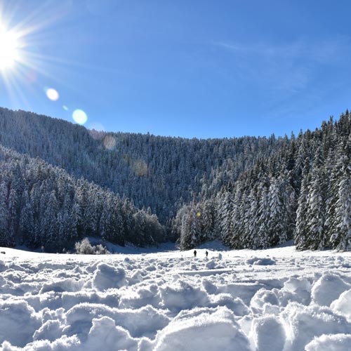 lac de payolle sapins enneiges en hiver