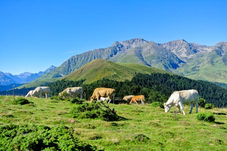 des vaches broutent de l'herbe a payolle