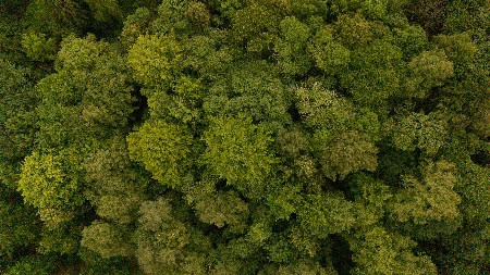 randonnée en foret sapins et hetres vue du ciel